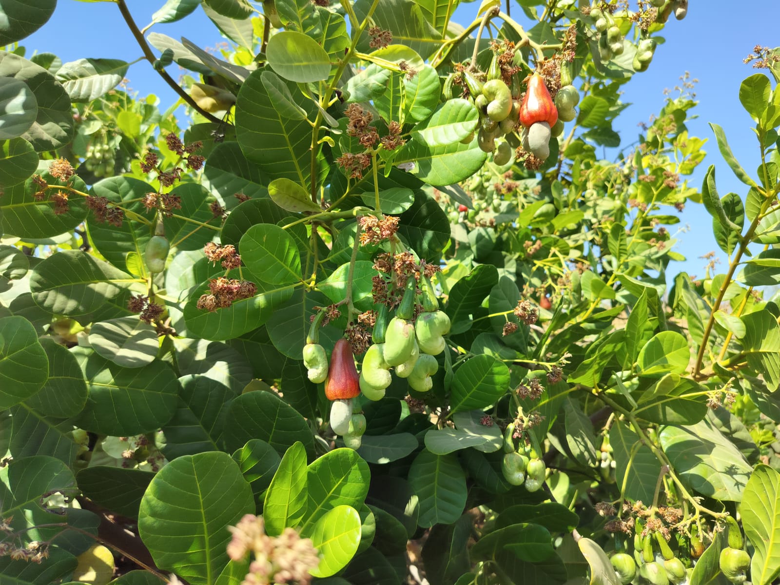 Cashew Plantation Project