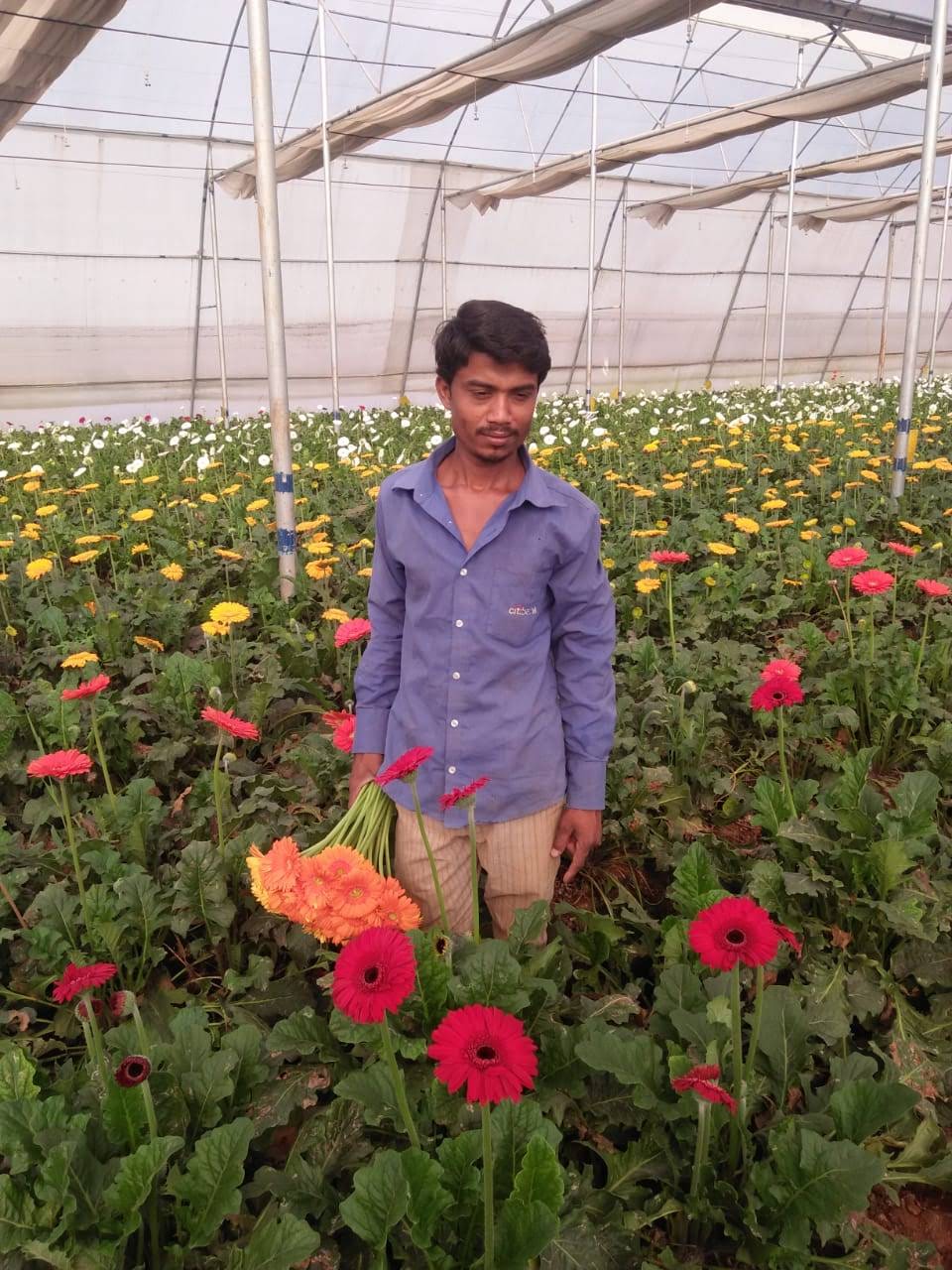 Gerbera Production in Polyhouse