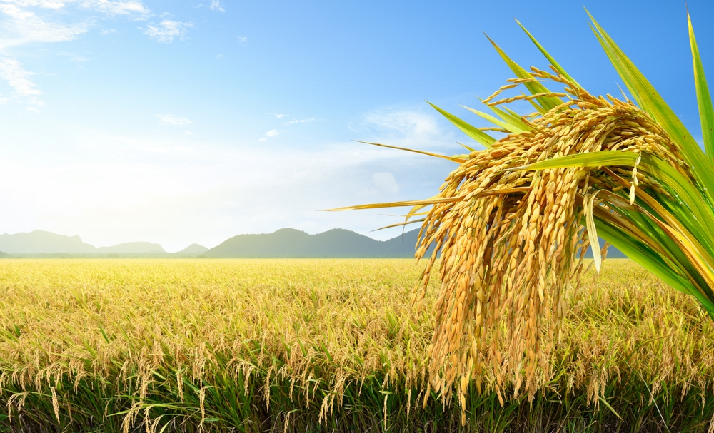 Consultancy & Govt Subsidy Projects